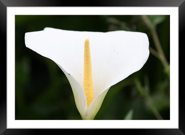 Lily of the Nile Framed Mounted Print by John Taylor