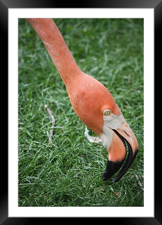 Flamingo Framed Mounted Print by John Taylor