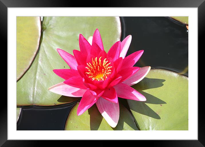 Water Lily 2 Framed Mounted Print by John Taylor