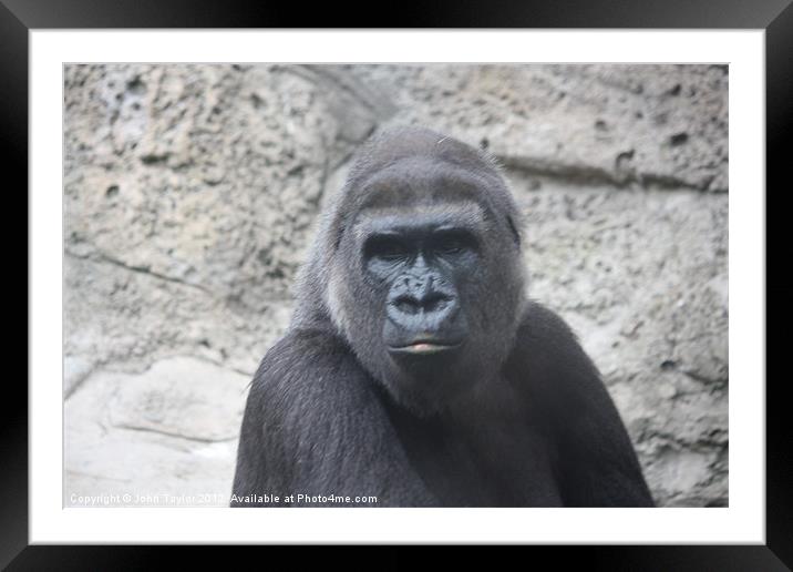 Gorilla Framed Mounted Print by John Taylor