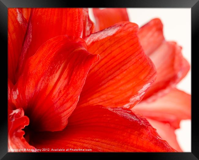 AMARYLLIS FADE Framed Print by Andy Smy