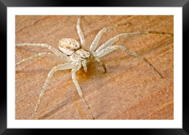 Anyphaena accentuata Buzzing Spider on a wooden fl Framed Mounted Print by Andy Smy