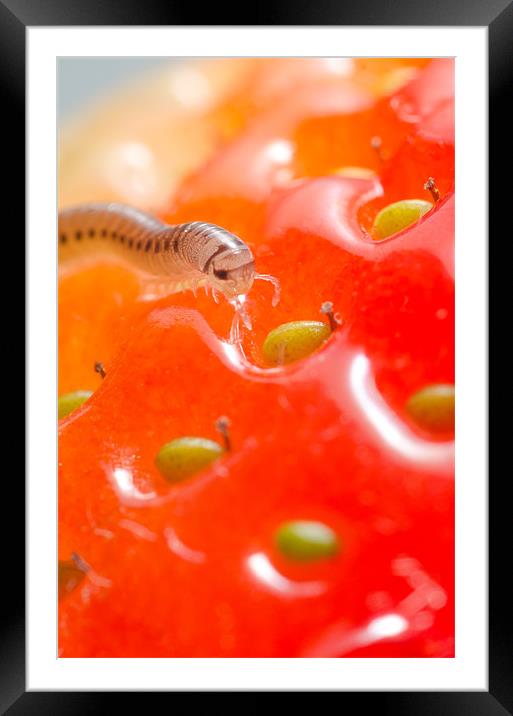 PEST MILLIPEDE (cylindroiulus punctatus) feeding o Framed Mounted Print by Andy Smy
