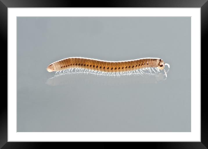MILLIPEDE STUDIO Cylindroiulus punctatus UK Framed Mounted Print by Andy Smy