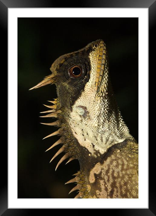 Mountain Horned Dragon, Acanthosaura crucigera, Kh Framed Mounted Print by Michal Cerny