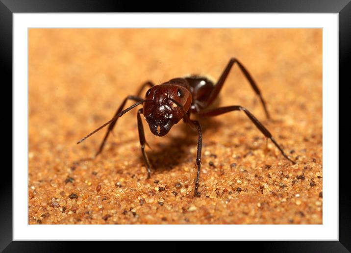 Sand dune ant, Namib Framed Mounted Print by Michal Cerny