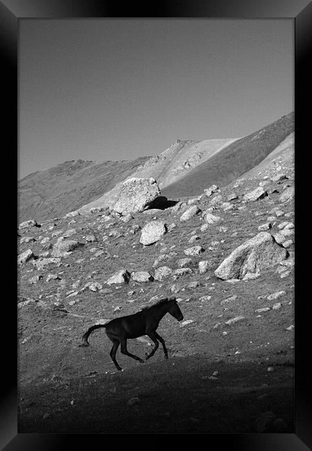 Black horse Framed Print by Michal Cerny