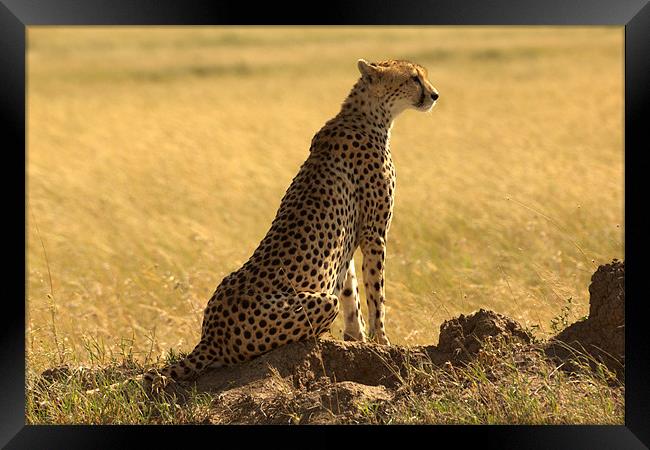 Cheetah, Serengeti National Park, Tanzania Framed Print by Michal Cerny