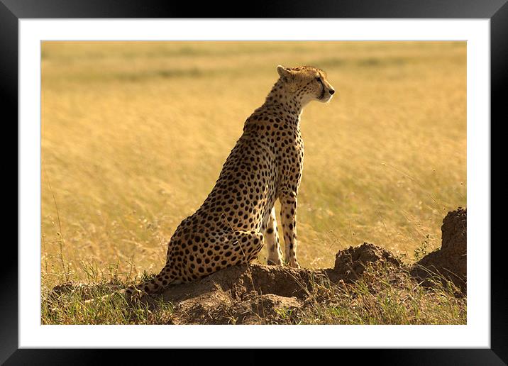 Cheetah, Serengeti National Park, Tanzania Framed Mounted Print by Michal Cerny