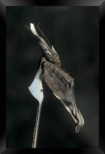 Bizarre tropical praying mantis. Framed Print by Michal Cerny