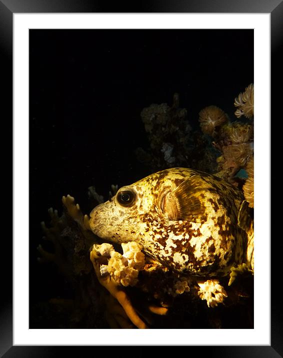 sleeping blowfish Framed Mounted Print by Ronan Le Berre