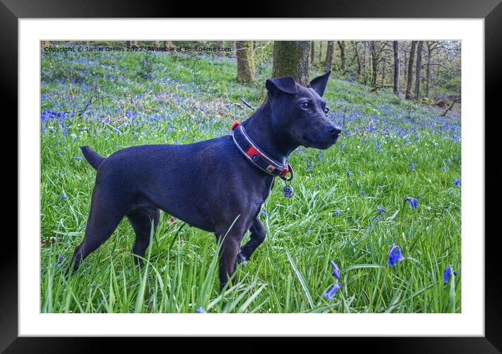The Patterdale Terrier Framed Mounted Print by Jamie Green