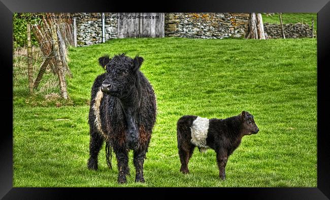Belted Galloway Cow And Calf Framed Print by Jamie Green