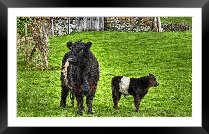 Belted Galloway Cow And Calf Framed Mounted Print by Jamie Green