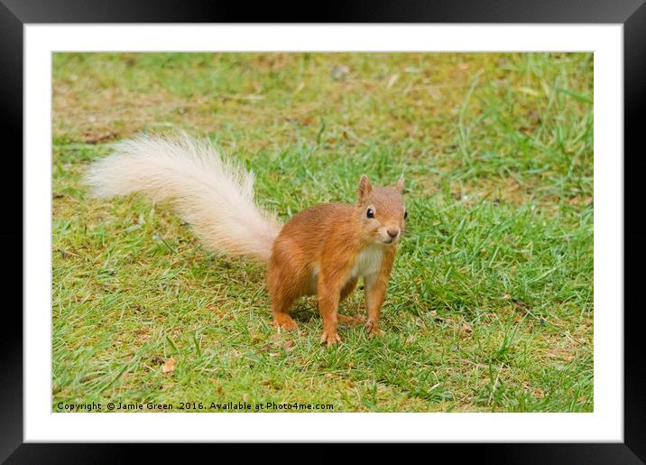 Red Squirrel Framed Mounted Print by Jamie Green