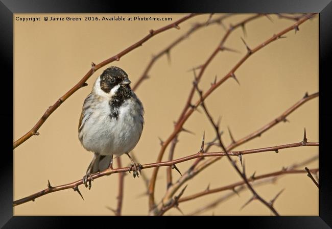 Reed Bunting Framed Print by Jamie Green