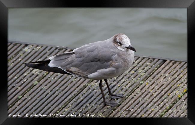 Laughing Gull Framed Print by Jamie Green