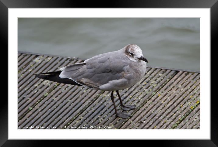 Laughing Gull Framed Mounted Print by Jamie Green
