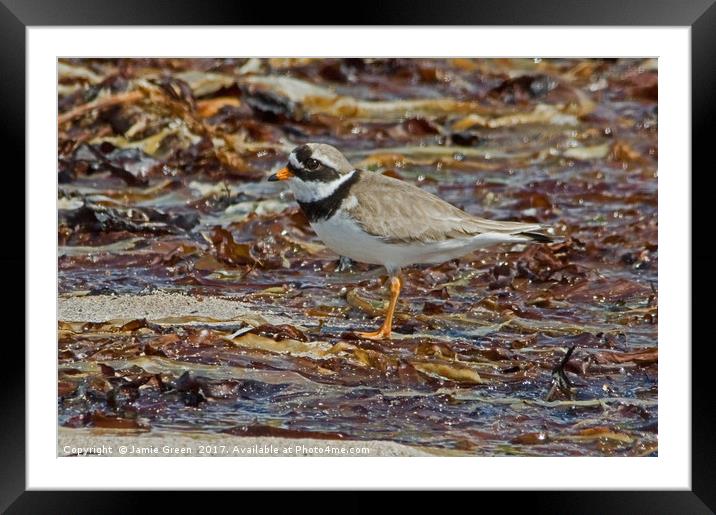 Ringed Plover Framed Mounted Print by Jamie Green