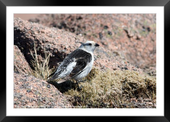 Snow Bunting Framed Mounted Print by Jamie Green