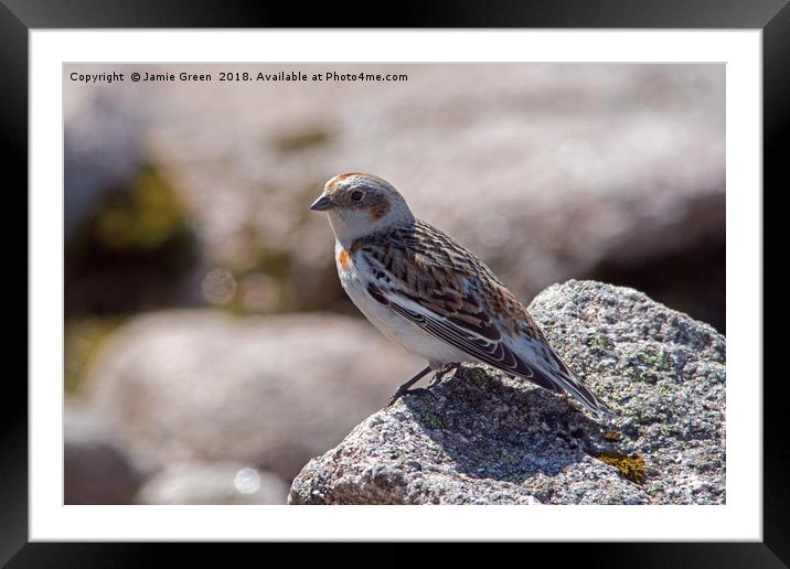 Female Snow Bunting Framed Mounted Print by Jamie Green