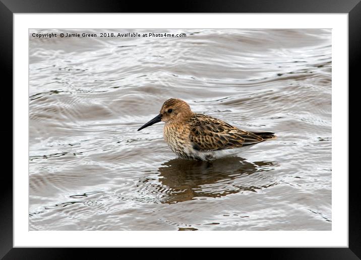 Dunlin Framed Mounted Print by Jamie Green