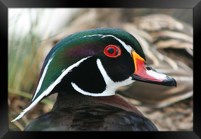 American wood duck Framed Print by Castleton Photographic