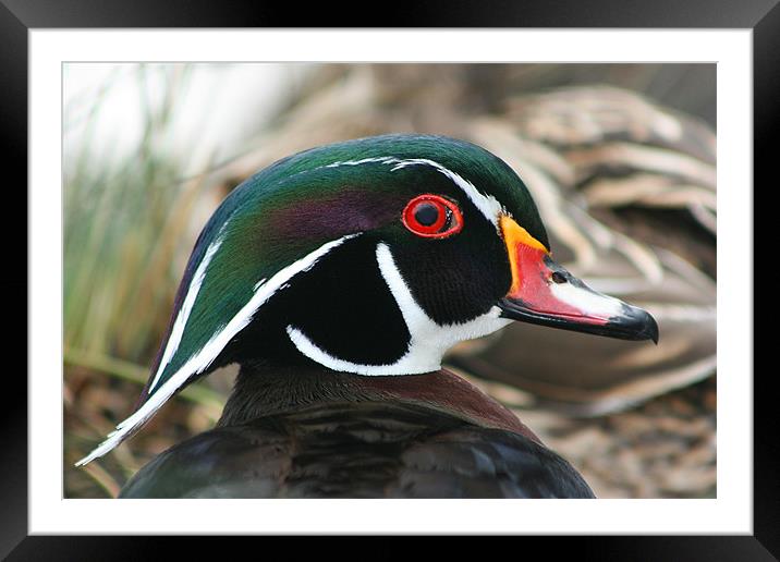 American wood duck Framed Mounted Print by Castleton Photographic