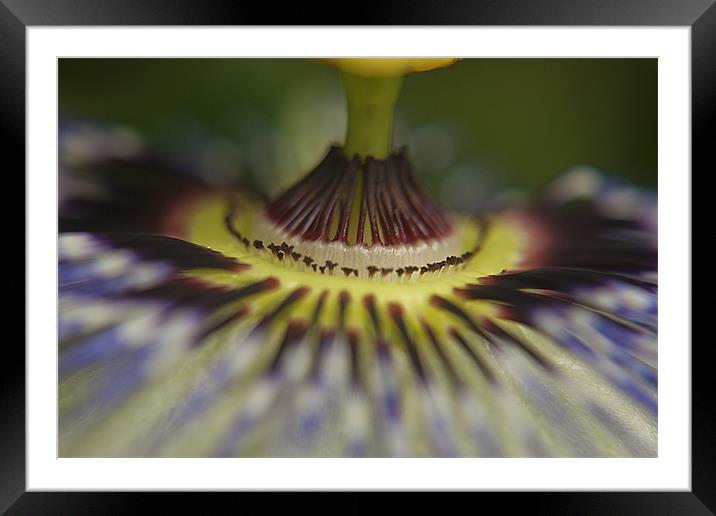 CLoseup Passon Framed Mounted Print by Castleton Photographic