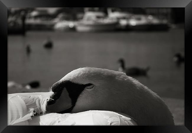 Sleeping Swan Framed Print by Castleton Photographic