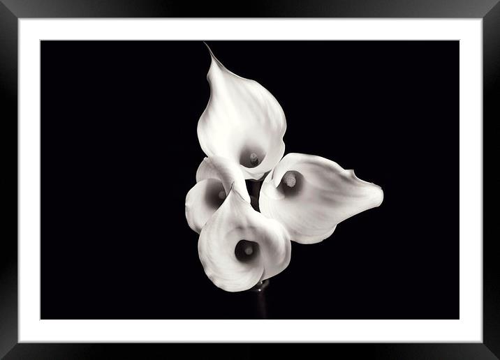 Calla Lilies Framed Mounted Print by Castleton Photographic