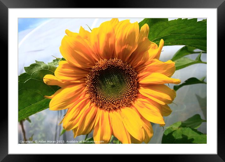 Radiant Sunflower Framed Mounted Print by Aidan Moran
