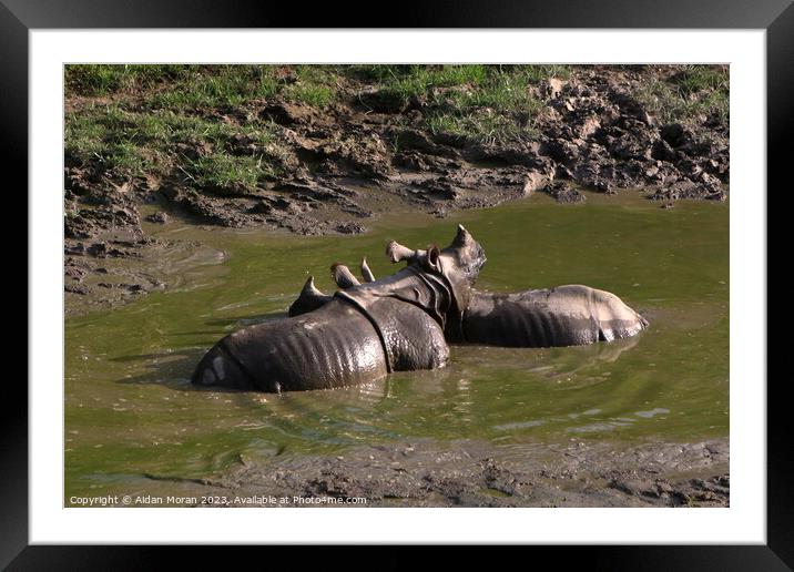 One-horned Rhino Pair Cooling Off Framed Mounted Print by Aidan Moran