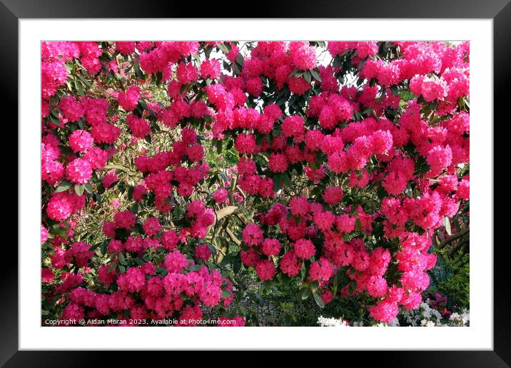 Pink Rhododendron Flowers  Framed Mounted Print by Aidan Moran