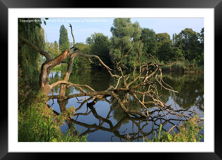  Reflections In A Pond Framed Mounted Print by Aidan Moran