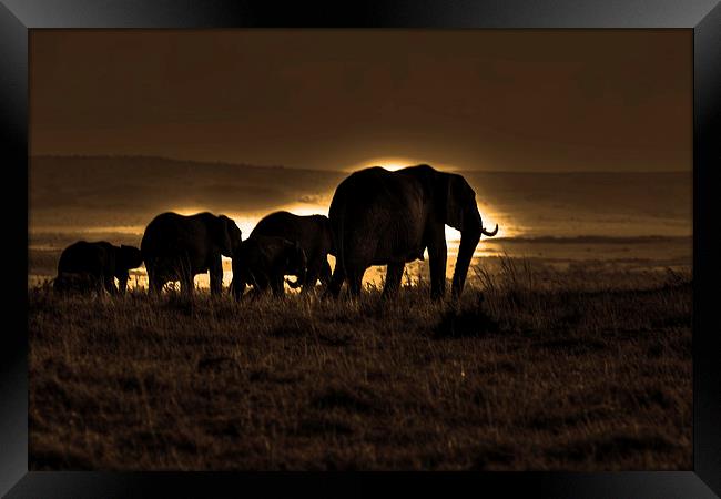  Elephant Herd On The Masai Mara Framed Print by Aidan Moran