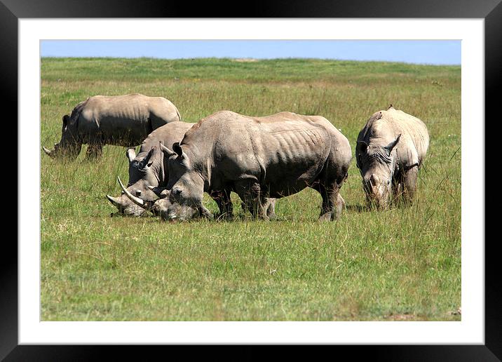  Group Of White Rhino  Framed Mounted Print by Aidan Moran