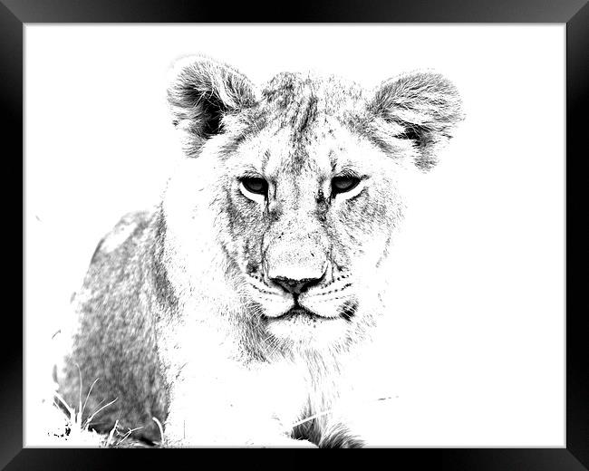 African Lion  Framed Print by Aidan Moran