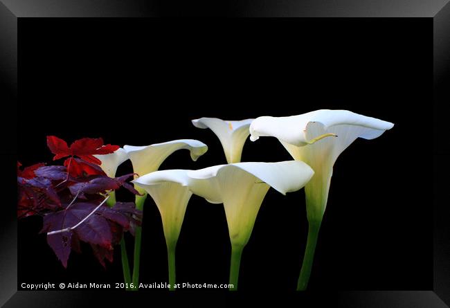 Lilies In Spring  Framed Print by Aidan Moran