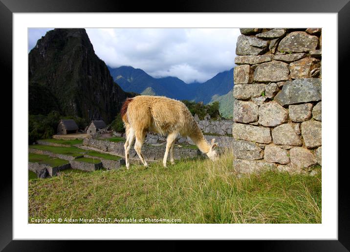 Llama At Machu Picchu, Peru  Framed Mounted Print by Aidan Moran