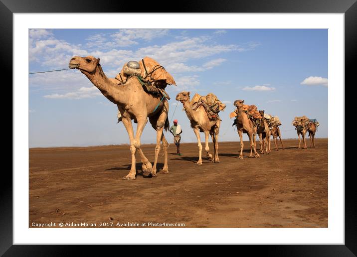 Camel Train  Framed Mounted Print by Aidan Moran
