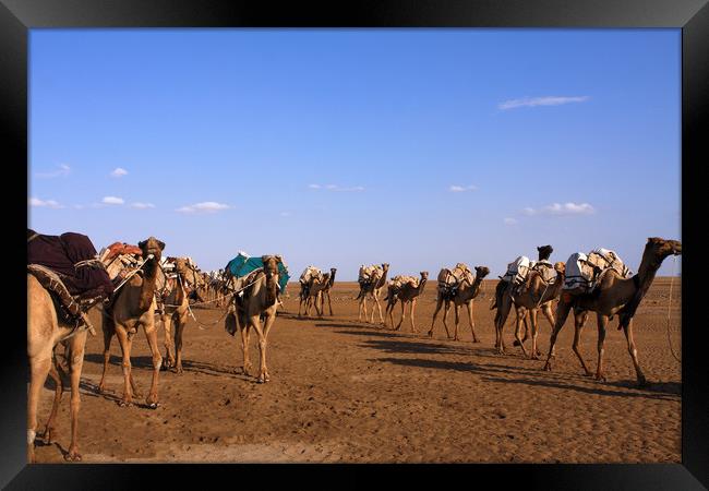 Camels In The Danakil Depression  Framed Print by Aidan Moran