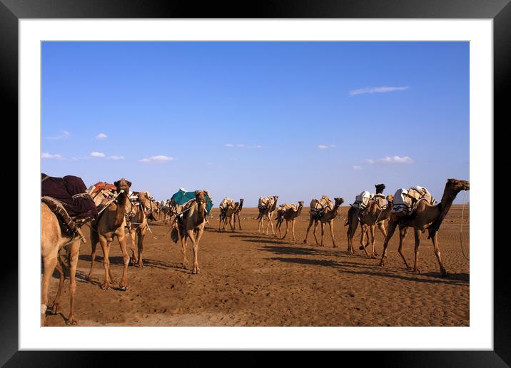 Camels In The Danakil Depression  Framed Mounted Print by Aidan Moran