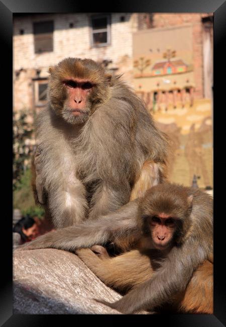 Kathmandu Street Monkeys  Framed Print by Aidan Moran