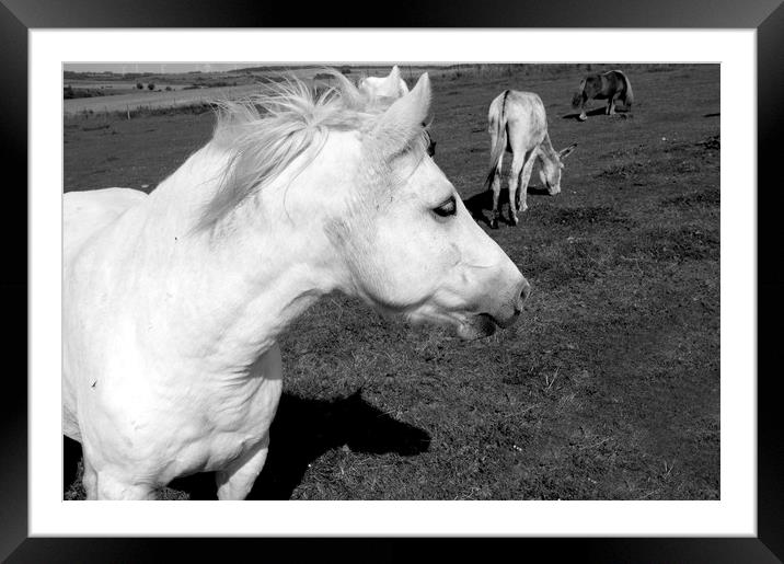 White Horse  Framed Mounted Print by Aidan Moran