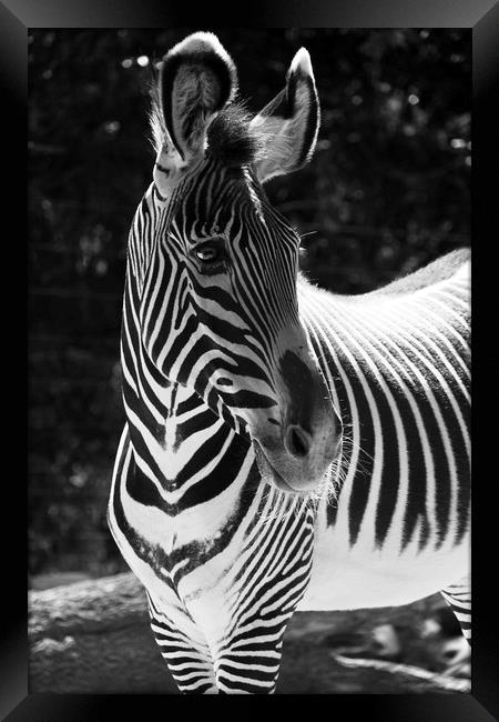 Zebra Portrait  Framed Print by Aidan Moran