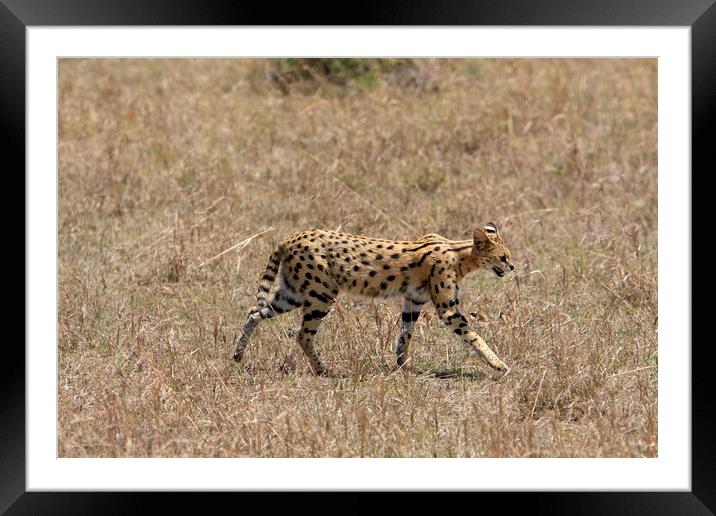 Serval Cat On The Masai Mara, Kenya  Framed Mounted Print by Aidan Moran