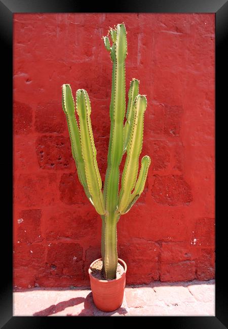 Captivating Cactus Against Crimson Wall Framed Print by Aidan Moran