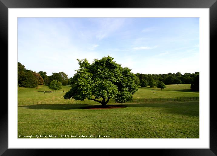 A View From Kenwood House  Framed Mounted Print by Aidan Moran