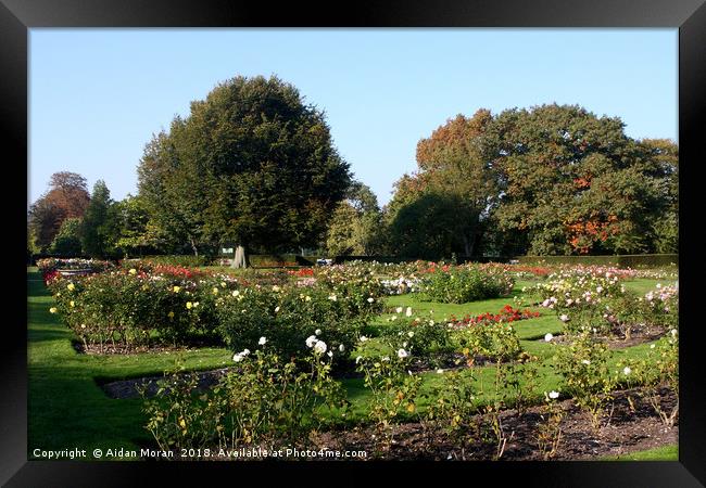 Rose Garden At Greenwich Park, London    Framed Print by Aidan Moran